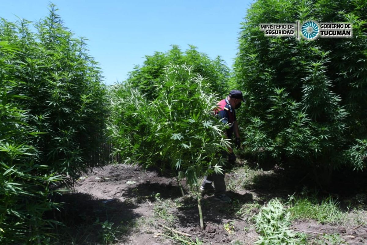 Simoca: secuestraron más de 100 plantas de marihuana