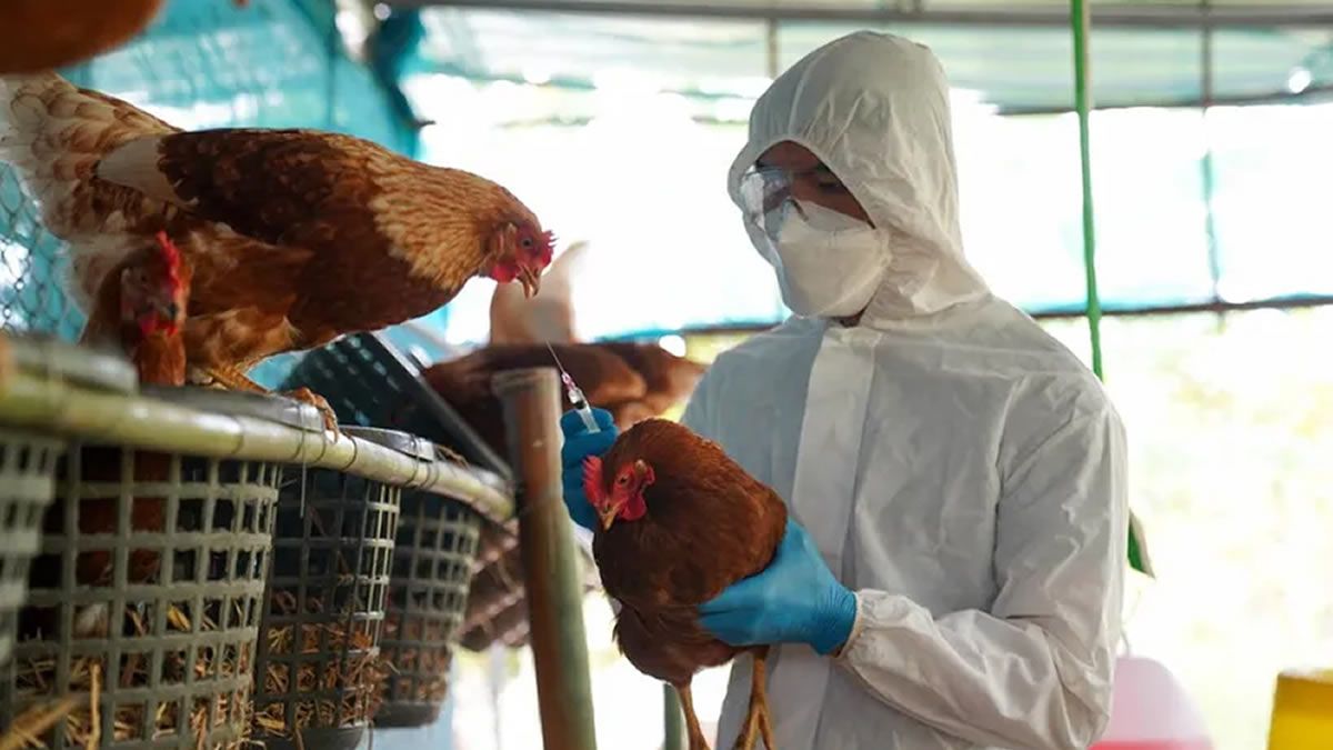 Gripe aviar: peligra negocio millonario por suspensión de exportaciones