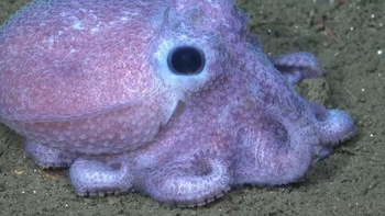 Nuevo streaming del Conicet muestra especies del fondo del mar