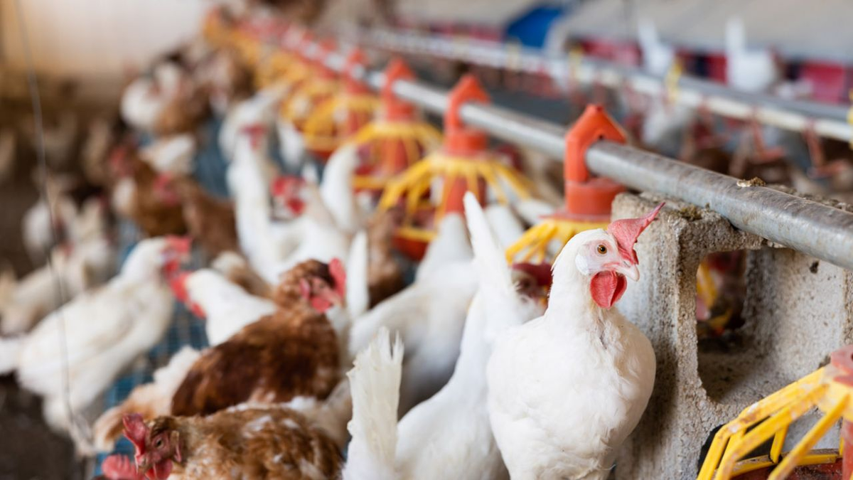 Gripe aviar: más medidas para evitar la expansión