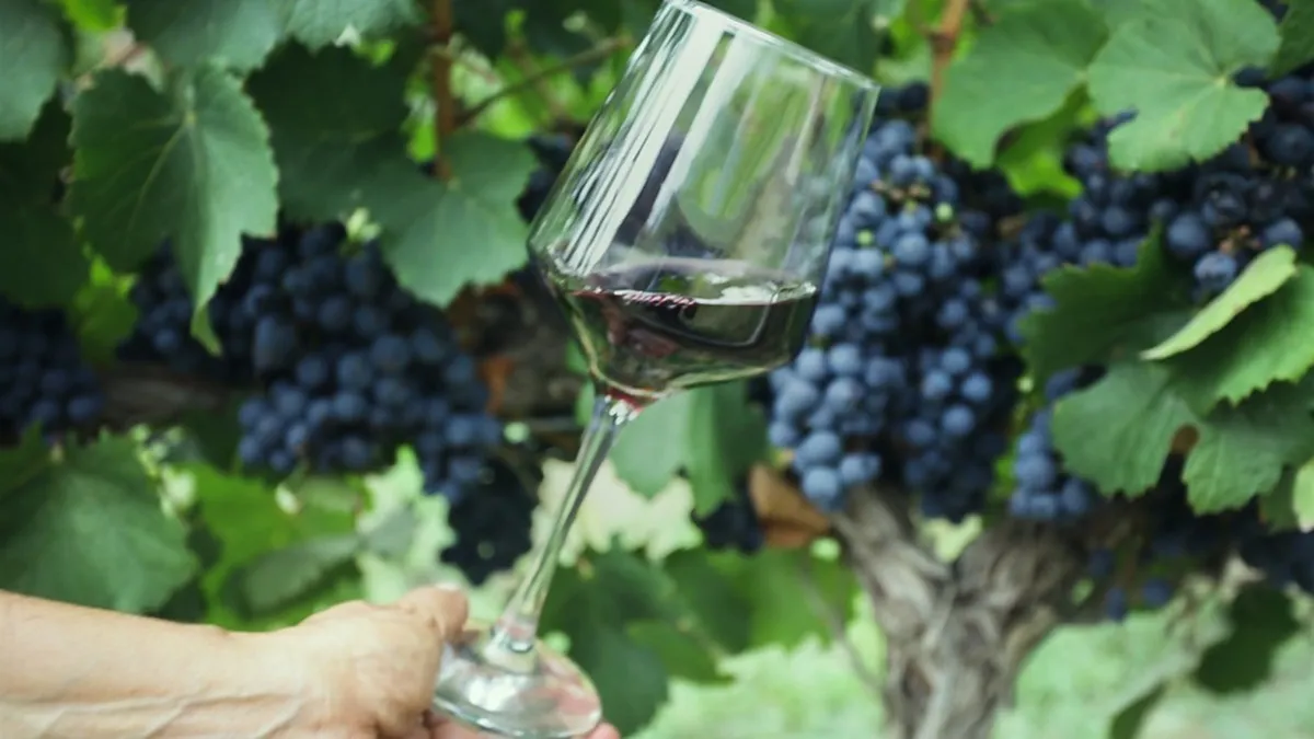 Producción de vinos: Producción de vinos: