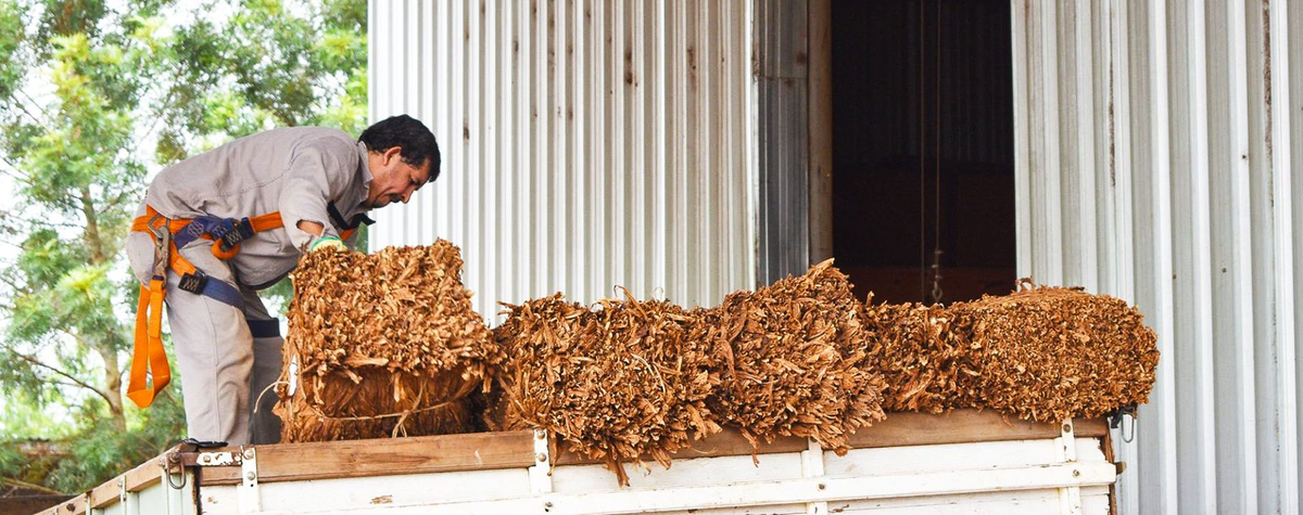 Los tabacaleros registran un buen nivel de acopio en medio de una campa&ntilde;a que avanza lenta.&nbsp;