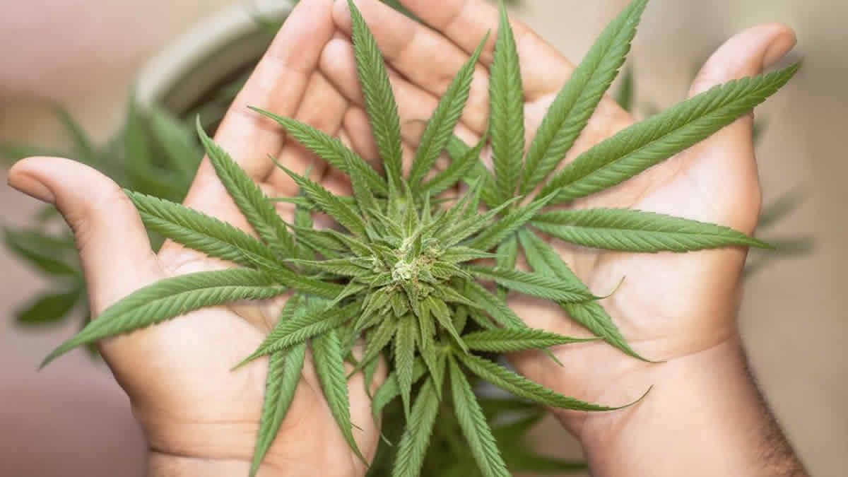 Analizarán flores secas de cannabis para producir derivados médicos