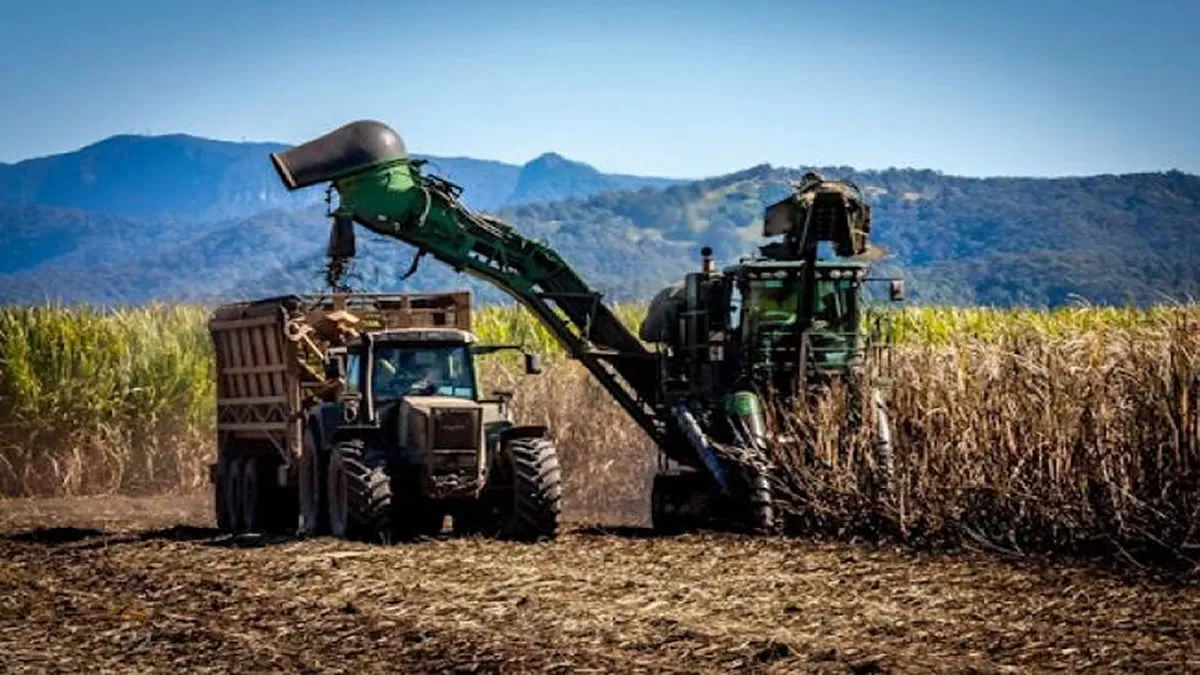 La zafra 2025 avanza: cifras de la producción regional.  