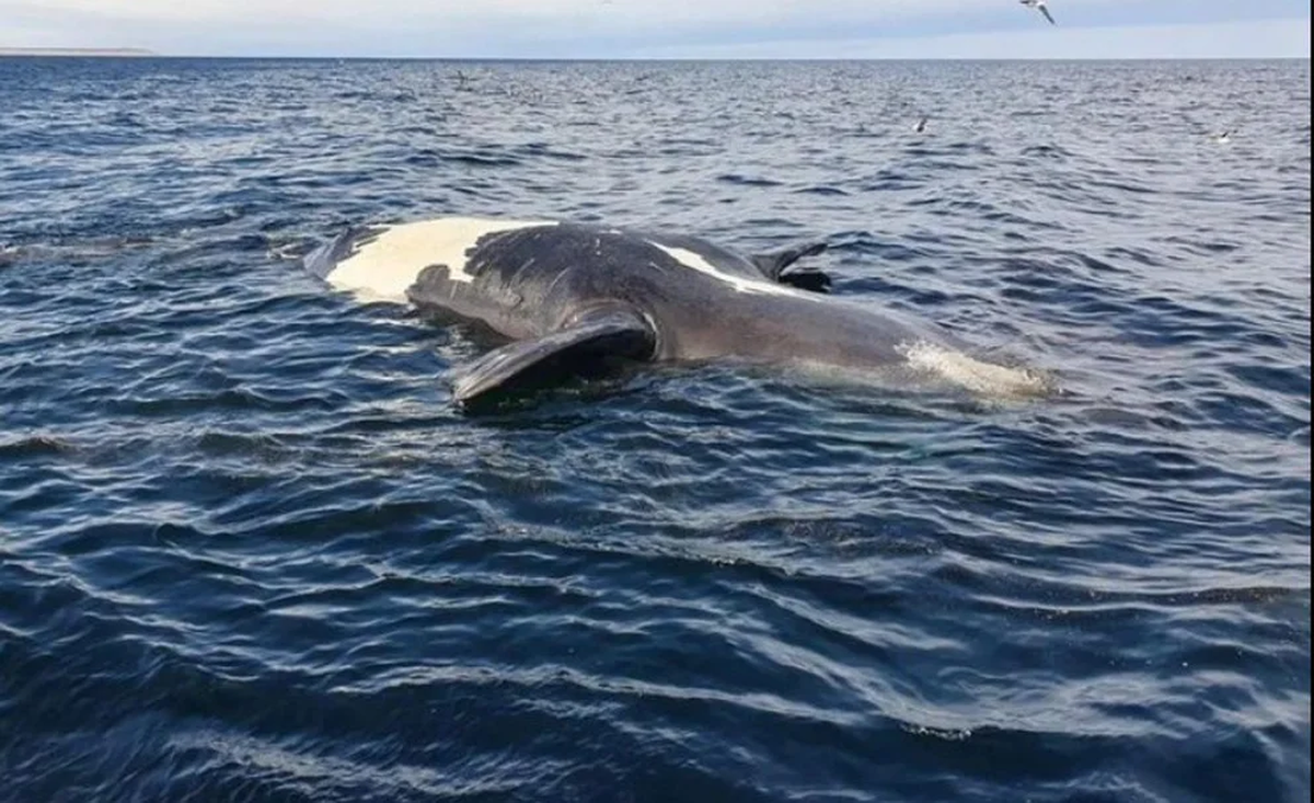 En total, se llevaron a cabo necropsias de las 6 ballenas que se hallaron en las mejores condiciones para realizar diagnósticos confiables.