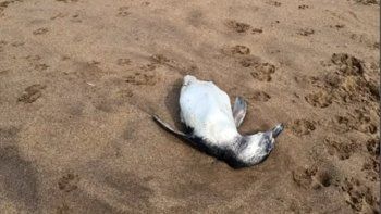 Mar del Plata: aparecieron decenas de pingüinos muertos