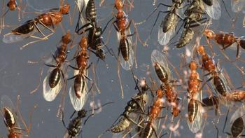 Volvieron las hormigas voladoras: ¿Por qué sucede en ésta época?