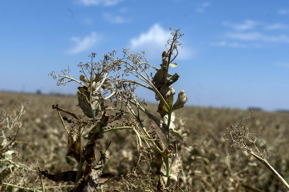 La sequía y las legumbres: No se pudo sembrar y hubo pérdida total
