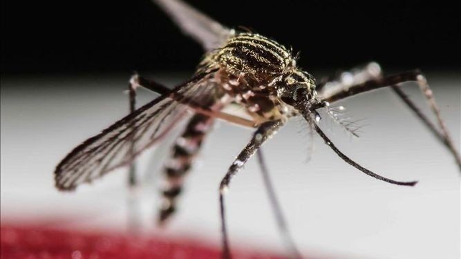 China confirmó el primer caso de Zika