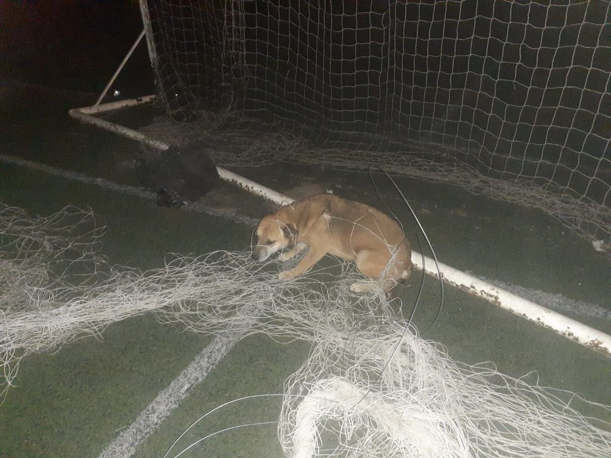 Una perra quedó atrapada en una red de arco y fue rescatada