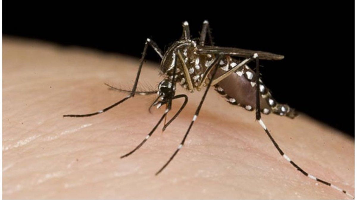 Dengue: estudian dos casos sospechosos al oeste de la ciudad